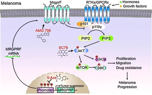 發(fā)現(xiàn)抑癌基因MrgprF在皮膚黑色素瘤中的調(diào)控機制(圖1)
